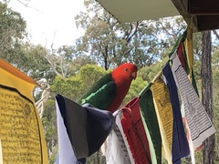 Alisterus scapularis