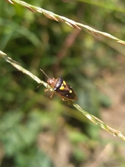 Mormidea ypsilon