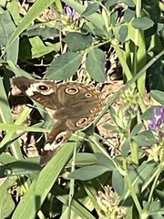 Junonia grisea