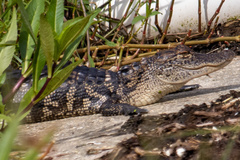 Alligator mississippiensis