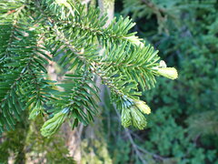 Abies amabilis