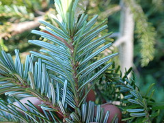 Abies amabilis