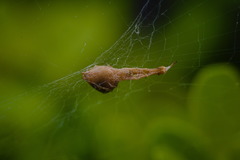 Uloborus