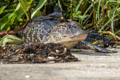 Alligator mississippiensis