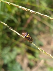 Mormidea ypsilon
