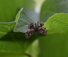 Calydna venusta venusta