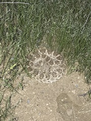 Crotalus atrox