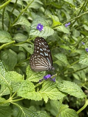 Ideopsis vulgaris