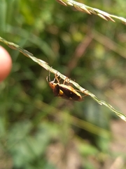 Mormidea ypsilon