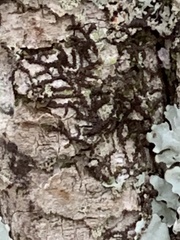 Frullania