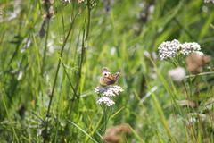 Junonia grisea
