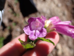 Nothochelone nemorosa