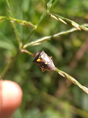 Mormidea ypsilon