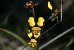 Diuris