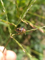 Mormidea ypsilon