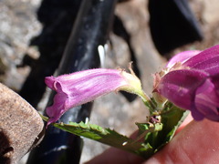 Nothochelone nemorosa
