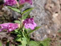 Nothochelone nemorosa