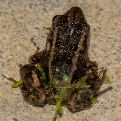 Eleutherodactylus planirostris