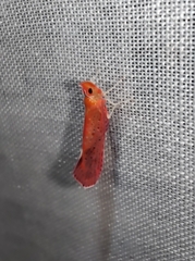 Apache degeeri