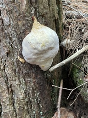 Reticularia lycoperdon