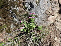 Nothochelone nemorosa