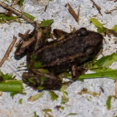 Eleutherodactylus planirostris