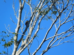 Dryobates spilogaster