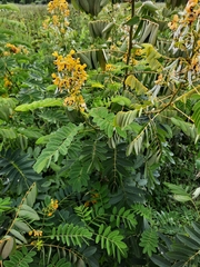 Senna hebecarpa