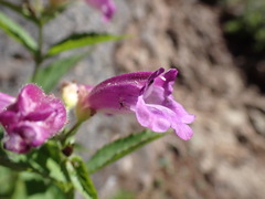 Nothochelone nemorosa