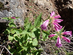 Nothochelone nemorosa