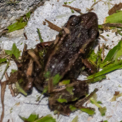 Eleutherodactylus planirostris