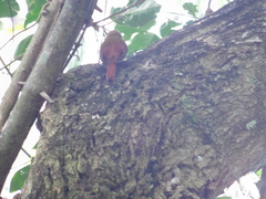 Sittasomus griseicapillus