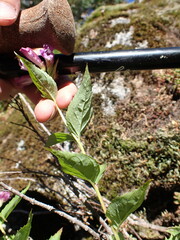 Nothochelone nemorosa