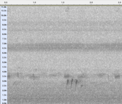 Bartramia longicauda