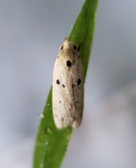 Scythropiodes issikii