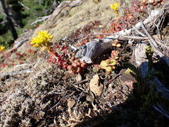 Sedum divergens