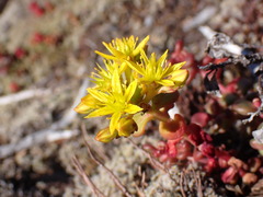 Sedum divergens