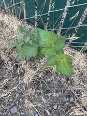 Rubus ursinus