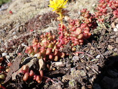 Sedum divergens