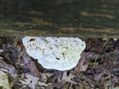 Amaropostia stiptica