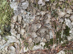 Dermatocarpon miniatum