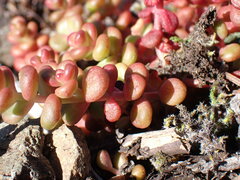 Sedum divergens