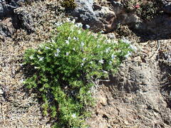 Phlox diffusa