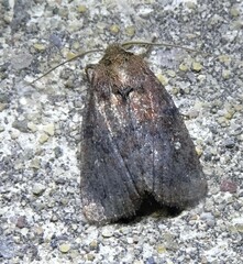 Pseudorthodes vecors