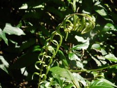 Cyclosorus interruptus