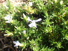 Phlox diffusa