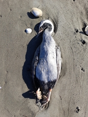 Phalacrocorax punctatus punctatus