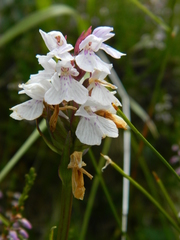 Dactylorhiza maculata ericetorum