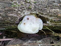 Amaropostia stiptica