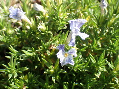Phlox diffusa